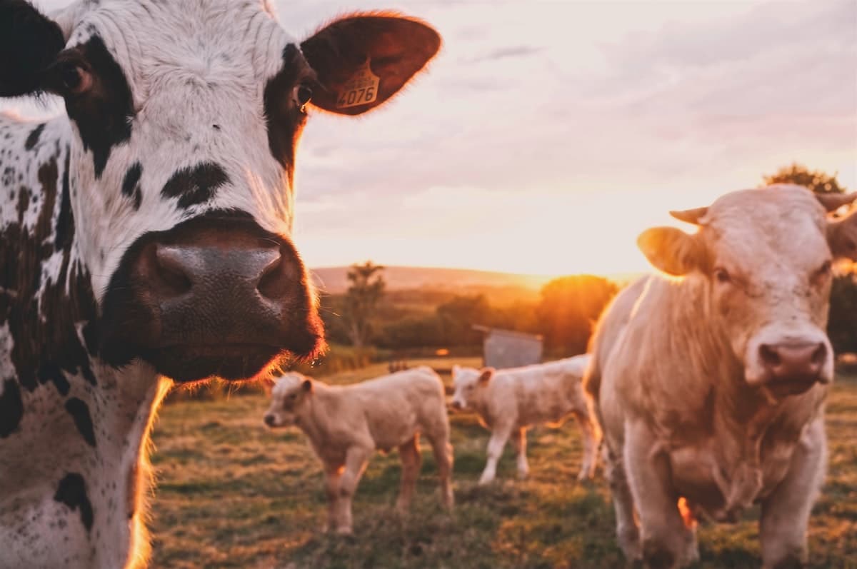 Cattle grazing on green pasture, representing 63 Acres grass-fed beef