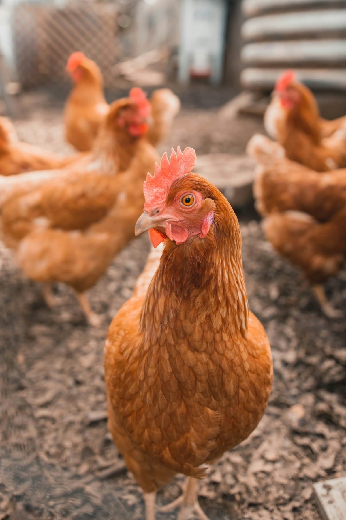 Free-range chickens on a pastoral farm, representing Rossdown Farms sourcing